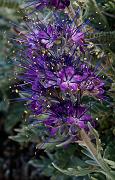 Silky Phacelia, Phacelia sericea